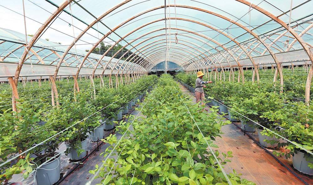 果蔬全生命周期生长模型平台开启智慧农业新征程